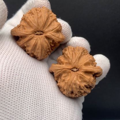 White Lion Walnuts | Width35*Belly34*Height33 | No. 671702 | Premium