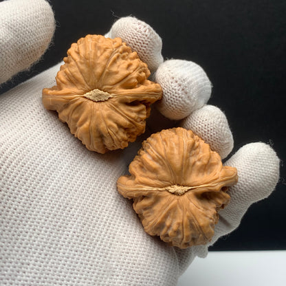White Lion Walnuts | Width37*Belly36*Height29 | No. 68153 | Premium