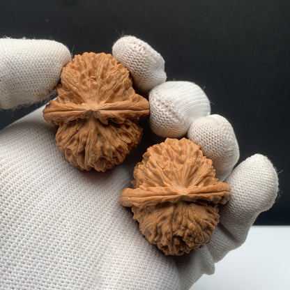 White Lion Walnuts | Width35*Belly38*Height33 | NO.671701 | Premium