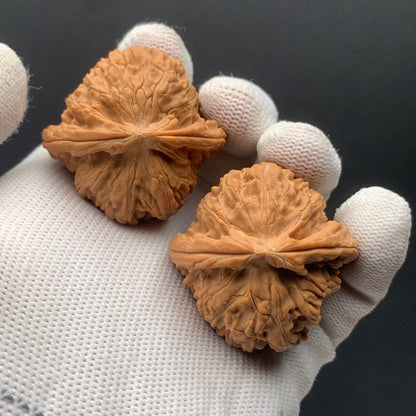 White Lion Walnuts | Width40*Belly39*Height34 | No. 671605 | Premium
