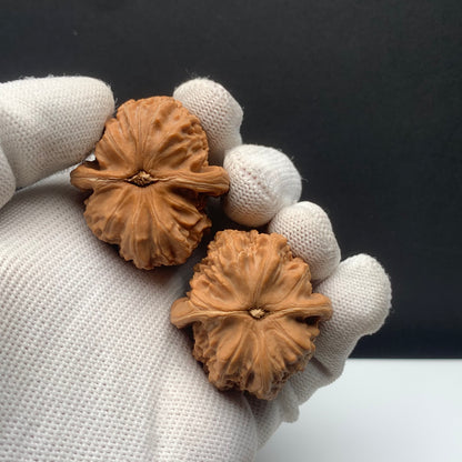 White Lion Walnuts | Width35*Belly38*Height33 | NO.671701 | Premium
