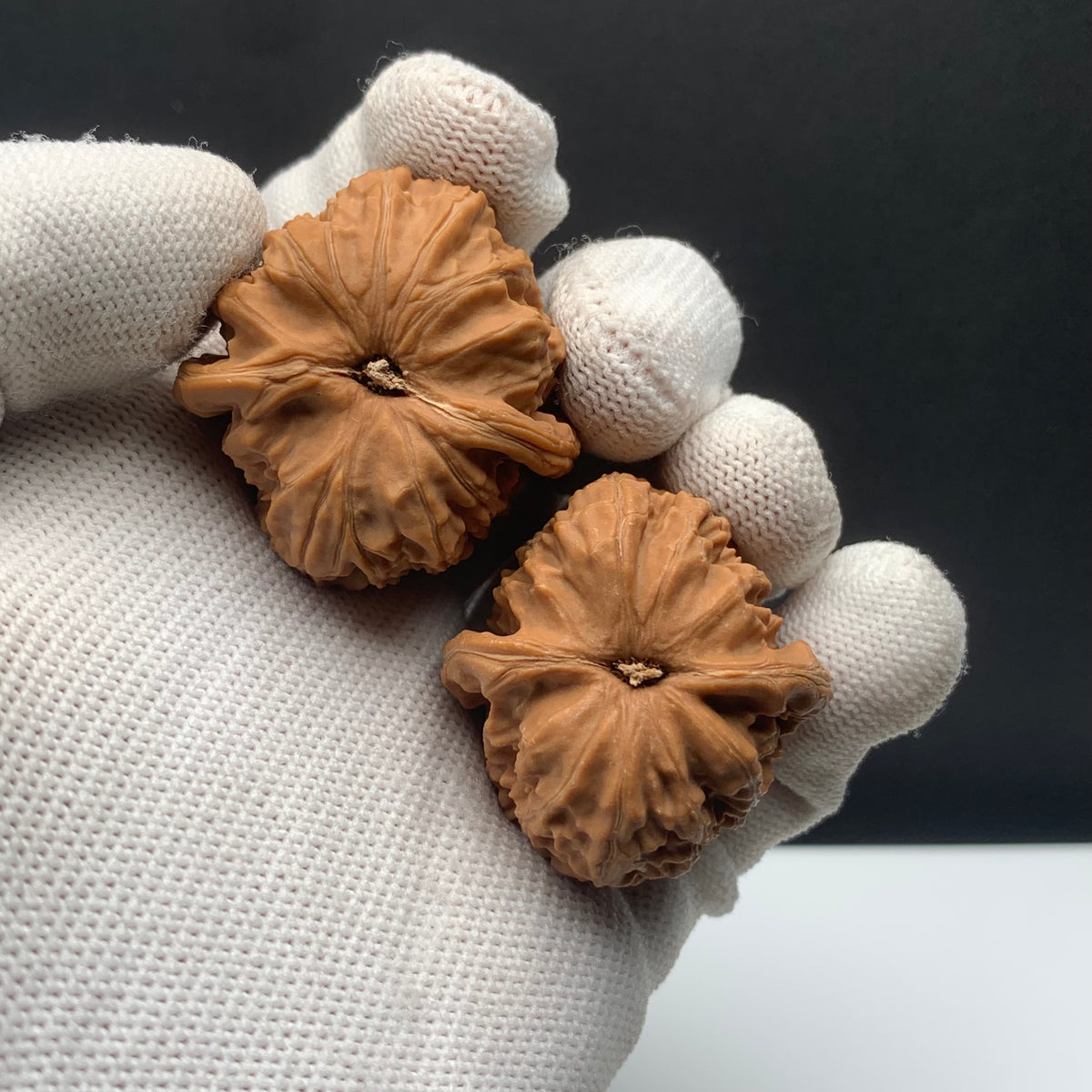White Lion Walnuts | Width34*Belly36*Height33 | NO.671705 | Premium