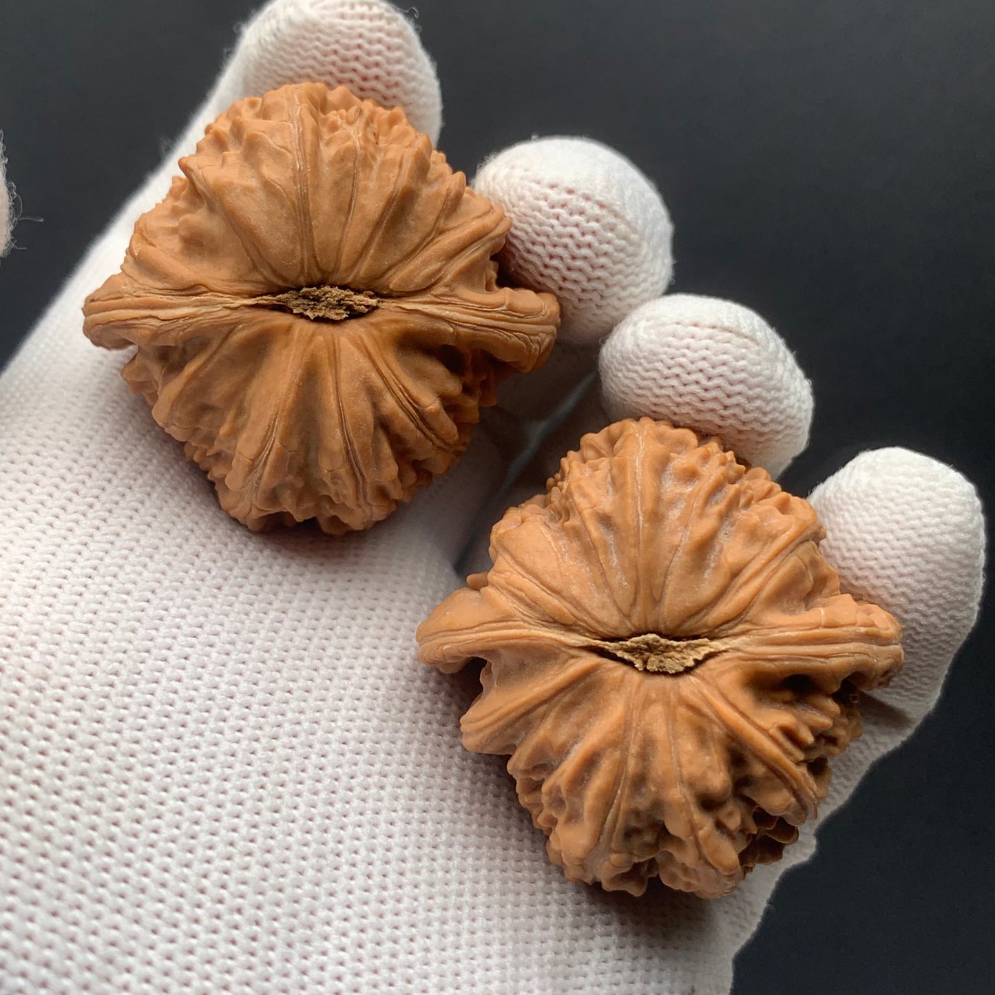 White Lion Walnuts | Width40*Belly39*Height34 | No. 671605 | Premium