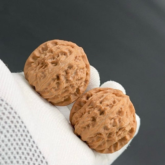 Specical Price | White Lion wenwan walnuts（Regular Grade）