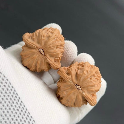 On Sale | White Lion wenwan walnuts（Regular Grade）
