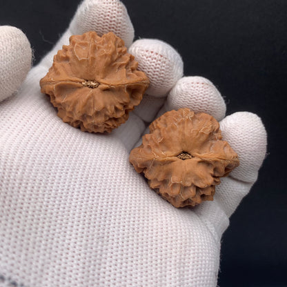 Premium | 32mm Wild Original Tree Roe Grain Noble Hat Walnuts| No. 0260628-02