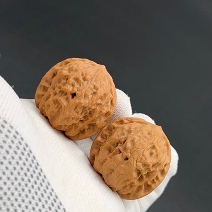 Specical Price | Wild Wolf Wenwan Walnuts （Ragular Grade）