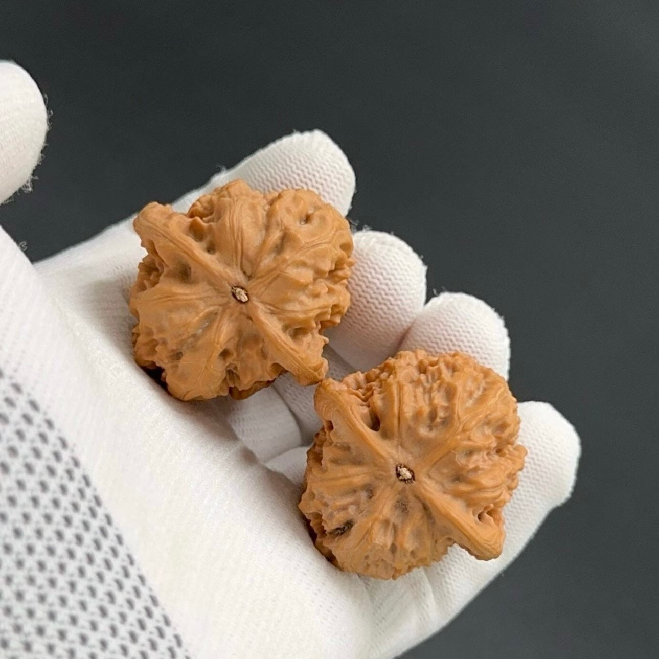 Specical Price | Wild Wolf Wenwan Walnuts （Ragular Grade）