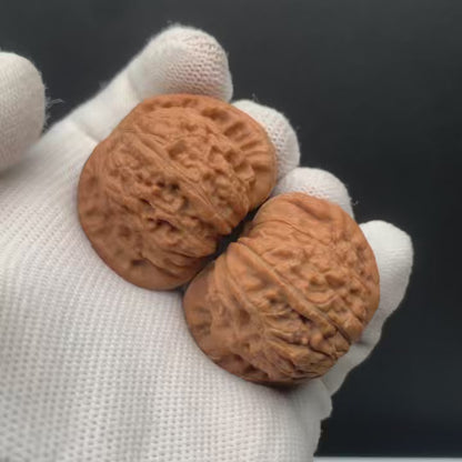 Blunt Tip White Lion Walnuts | Width38*Belly34*Height30 | No. 0260626-06 | Premium