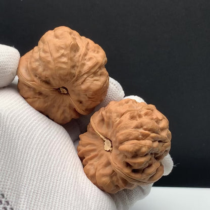 Toad Head Walnuts | Width41*Belly43*Height34 | No. 67928 | Premium