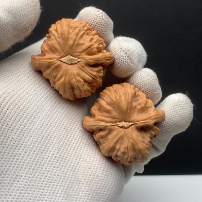 White Lion Walnuts | Width37*Belly36*Height29 | No. 68153 | Premium