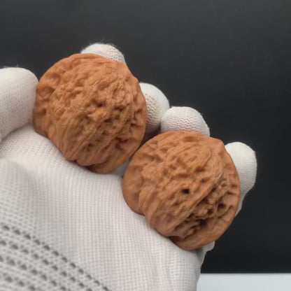 Premium | 41mm Cuikai Noble Hat Walnuts | No. 67272