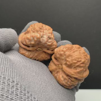 Toad Head Wenwan Walnuts | Width40*Belly40*Height33 | NO.6101031 | Premium