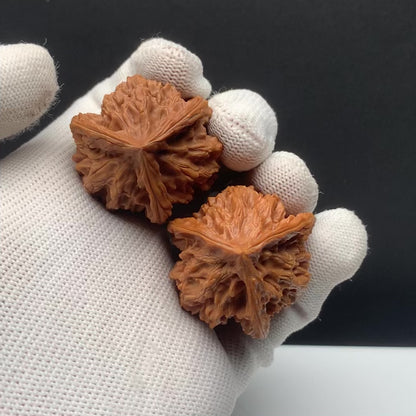Panshan Triangular Walnuts | Width*Belly*Height | No. 671403 | Premium