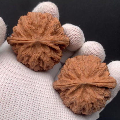 Apple Orchard Walnuts | Width40*Belly38*Height31 | No. 0260627-06 | Premium