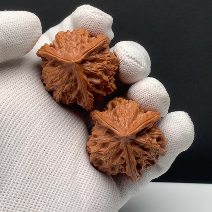 Panshan Triangular Walnuts | Width36*Height40 | No. 671402 | Premium