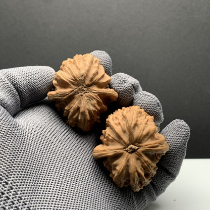 Longmenjian Walnuts | Width39*Belly43*Height38 | N0.69081 | Premium